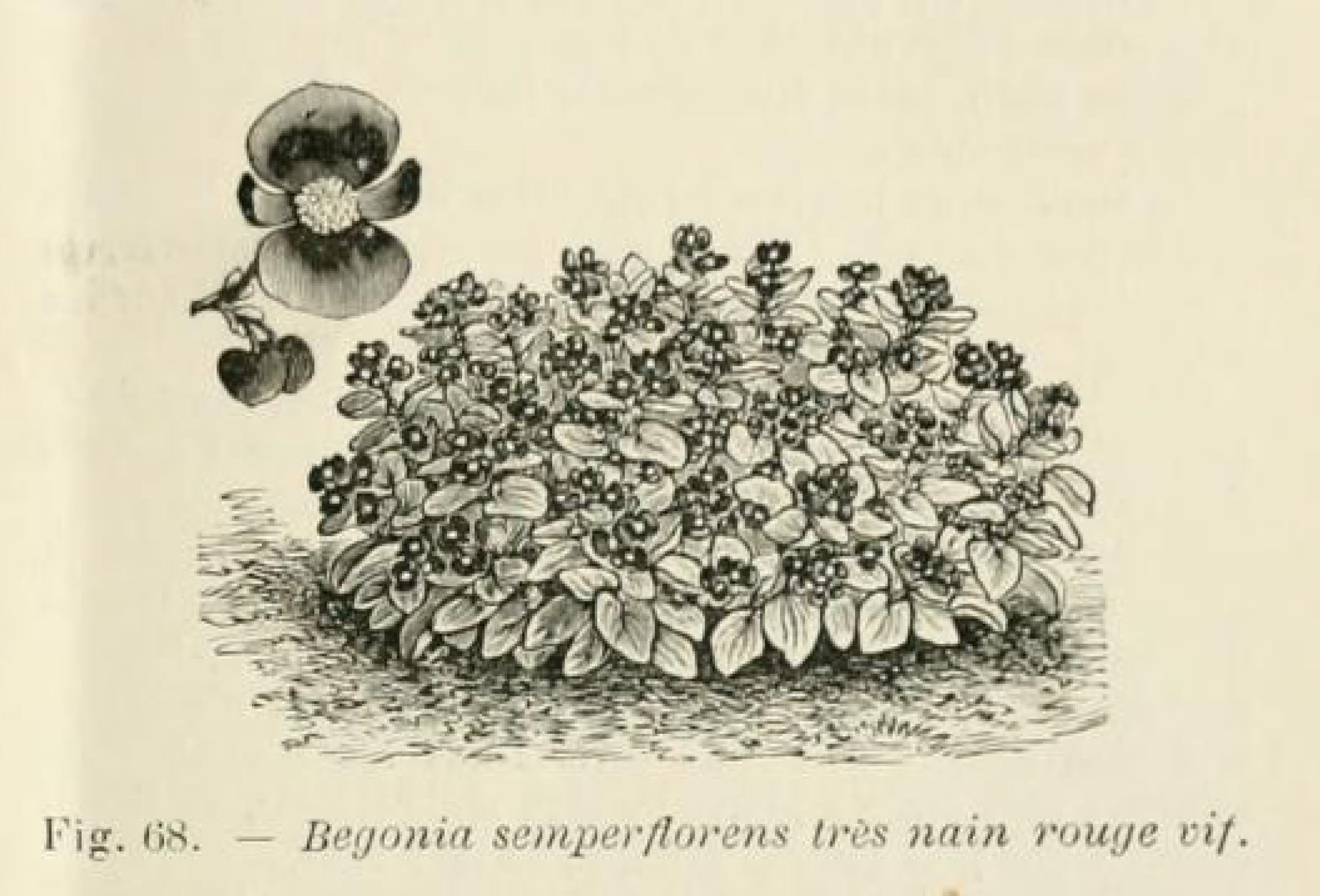 B. ‘Trés Nain Rouge’